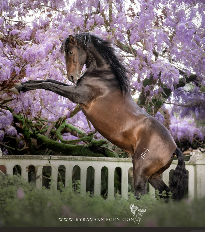 Pferde Ticket - Equilumina Festival